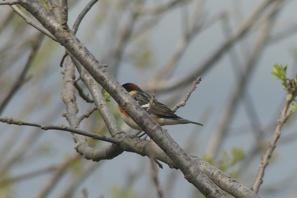 Bay-breasted Warbler - ML618985280