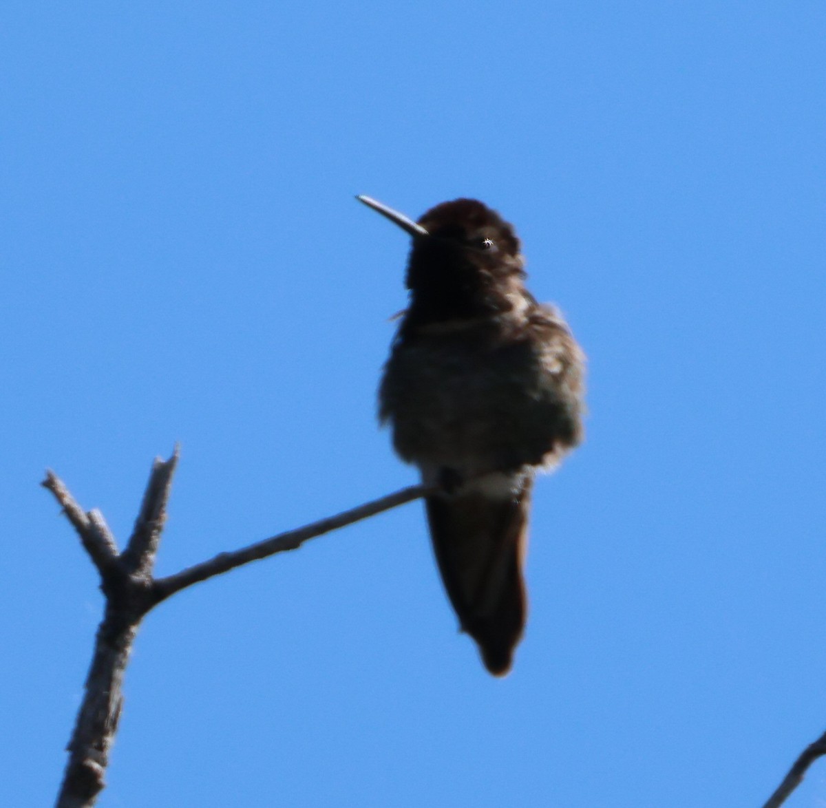 Anna's Hummingbird - ML618985328