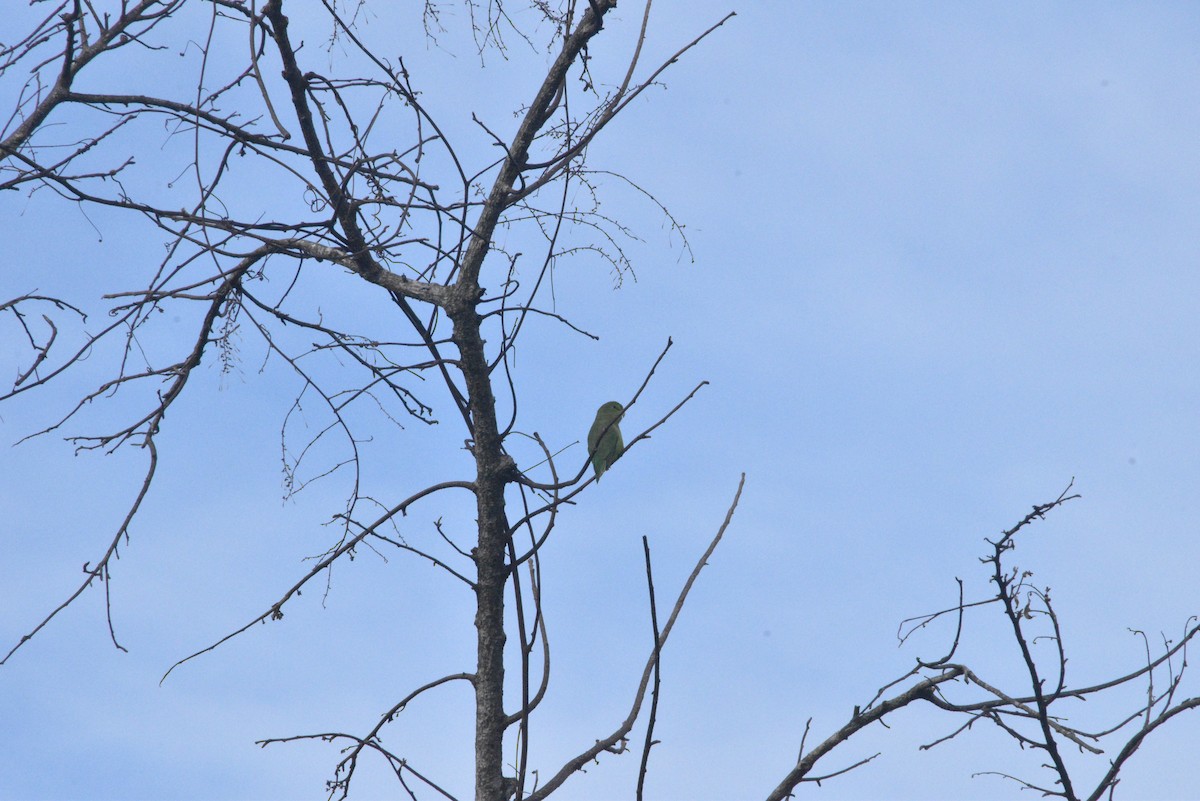 Spectacled Parrotlet - ML618985333