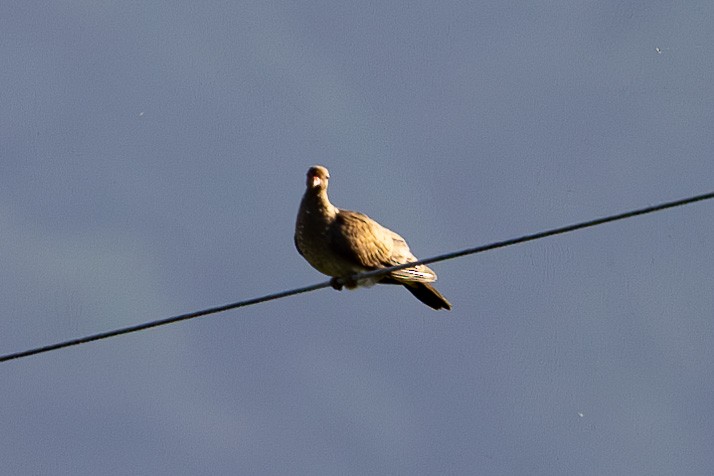 Scaled Pigeon - ML618985352
