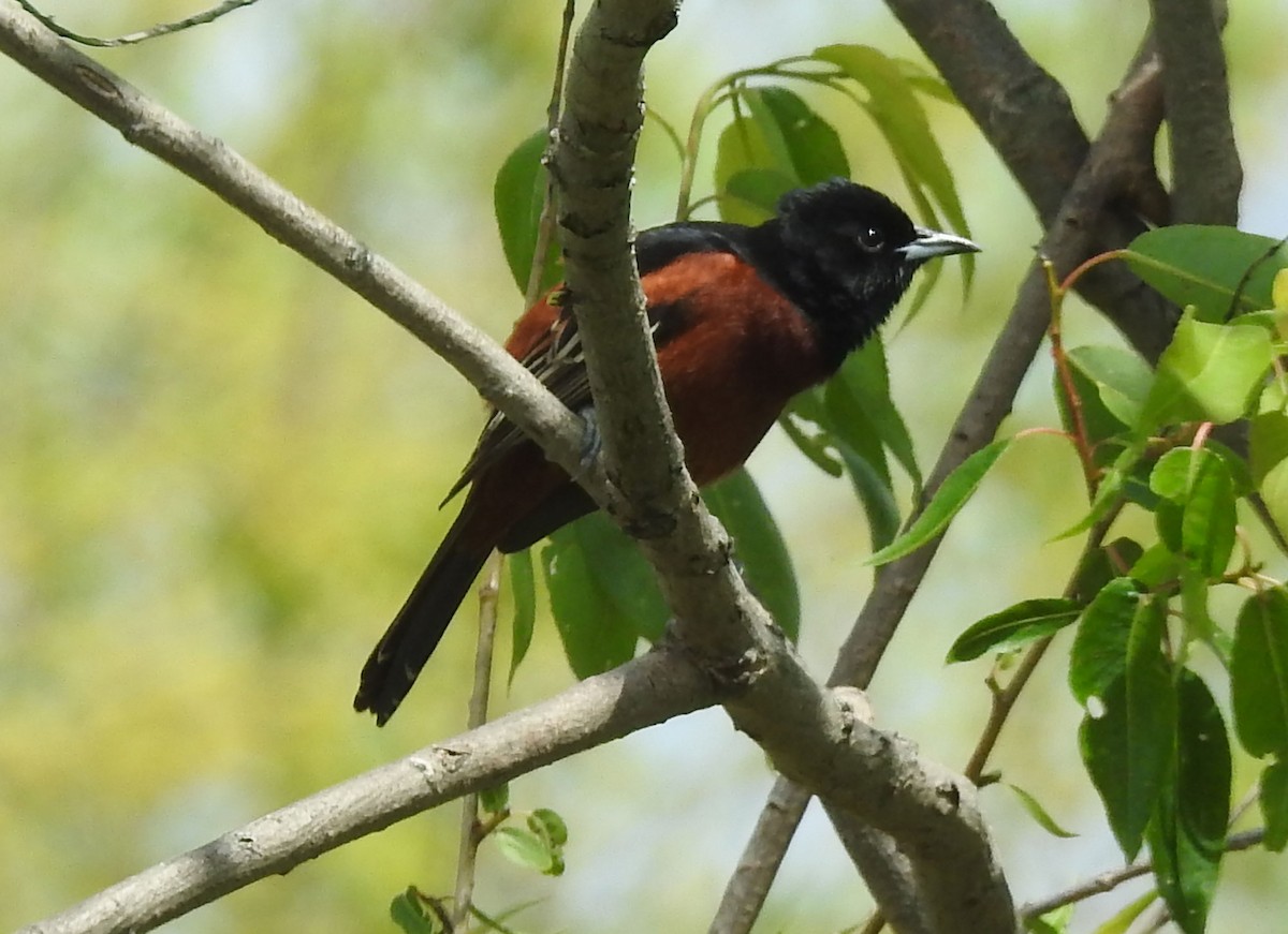 Orchard Oriole - ML618985369