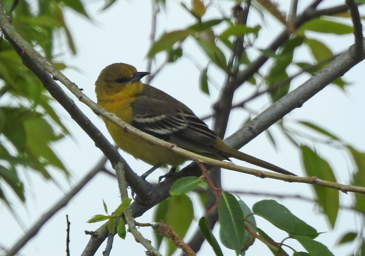 Orchard Oriole - ML618985371