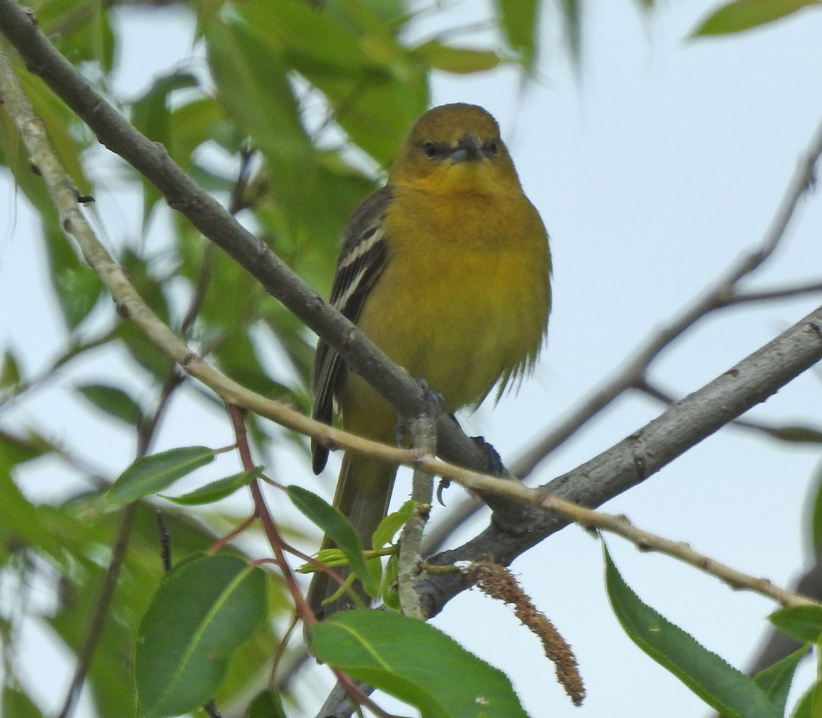 Orchard Oriole - ML618985372