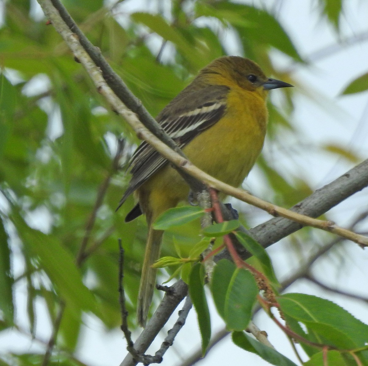 Orchard Oriole - ML618985373