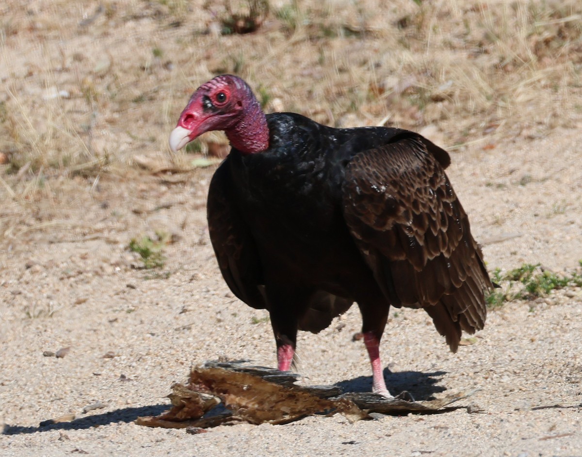 Turkey Vulture - ML618985375