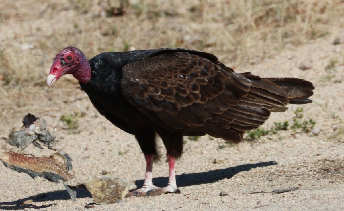 Turkey Vulture - ML618985376