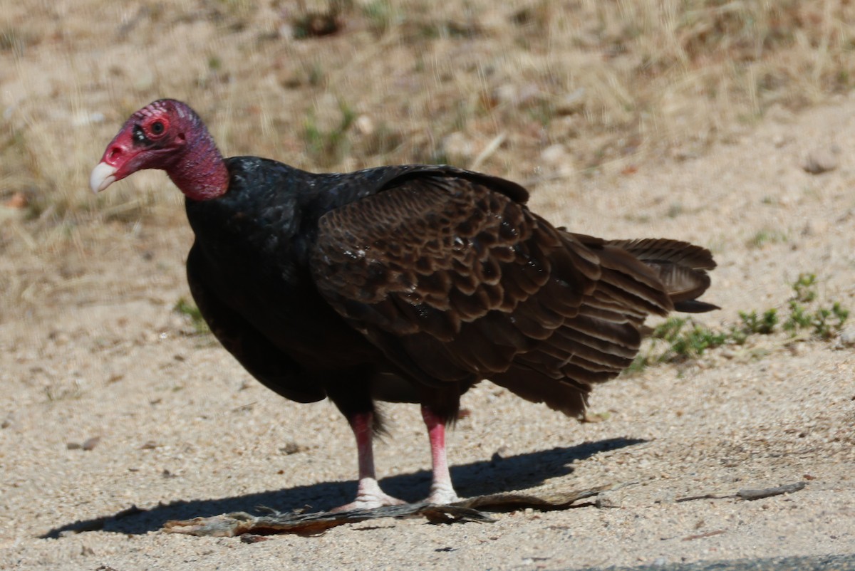 Turkey Vulture - ML618985377