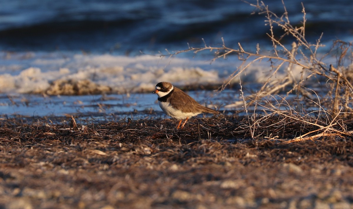 Semipalmated Plover - ML618985378
