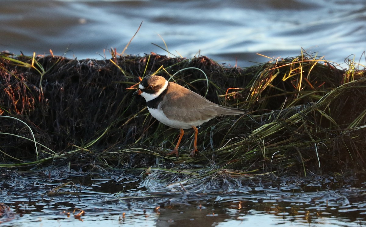 Semipalmated Plover - ML618985389