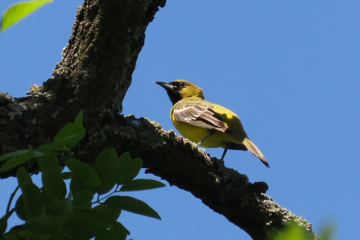 Orchard Oriole - ML618985407