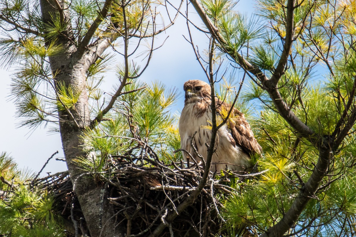 Red-tailed Hawk - ML618985417
