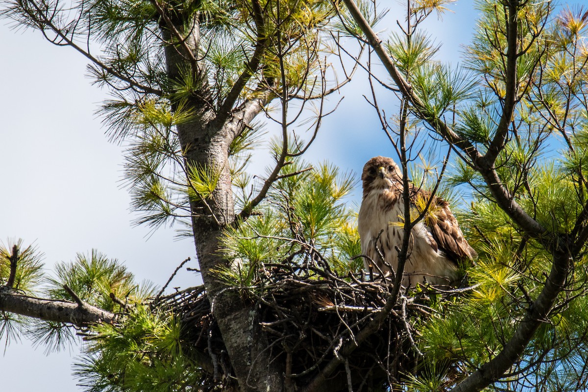Red-tailed Hawk - ML618985418