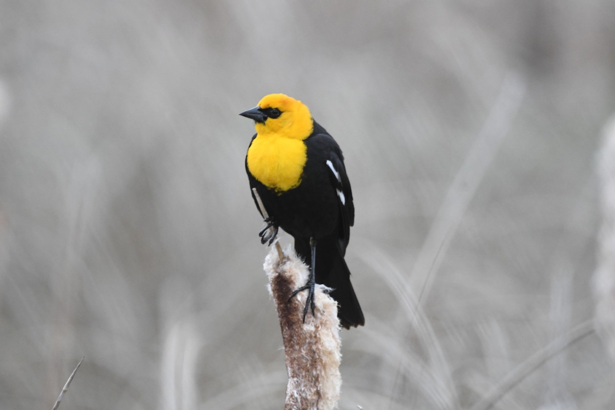 Yellow-headed Blackbird - Doug Maxwell