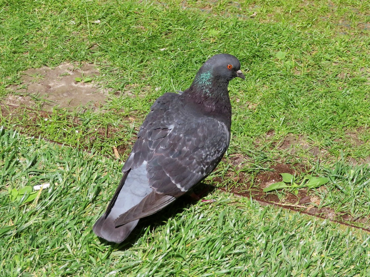 Pigeon biset (forme domestique) - ML618985445