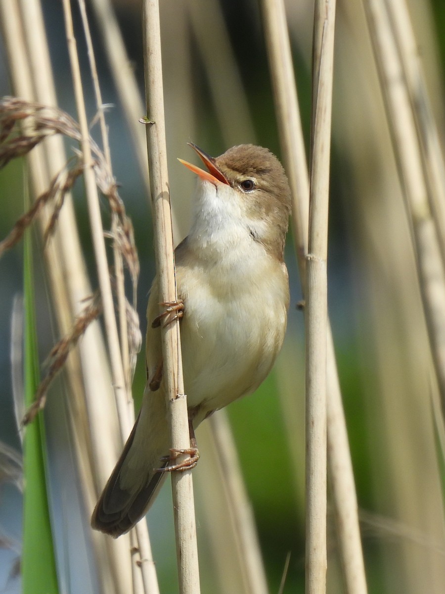 Common Reed Warbler - Paul  Hickling