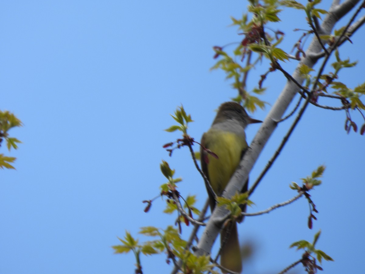 Great Crested Flycatcher - ML618985508