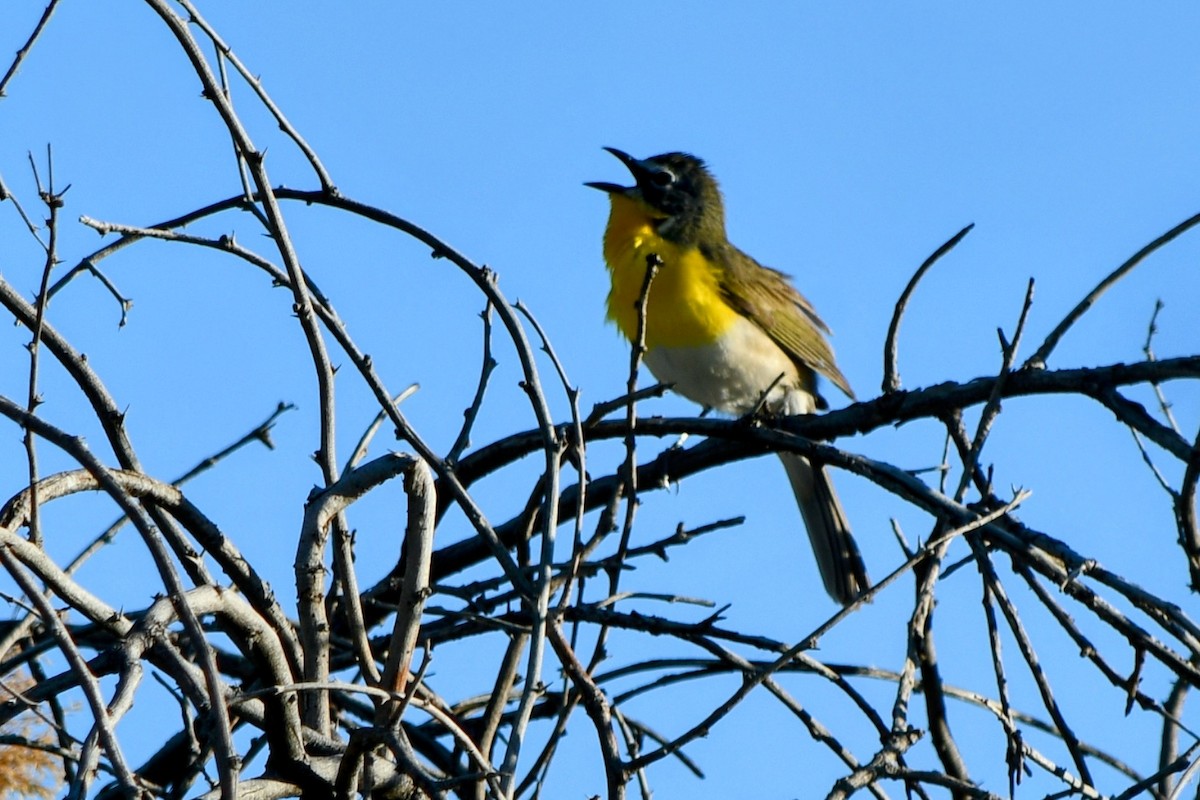 Yellow-breasted Chat - ML618985557