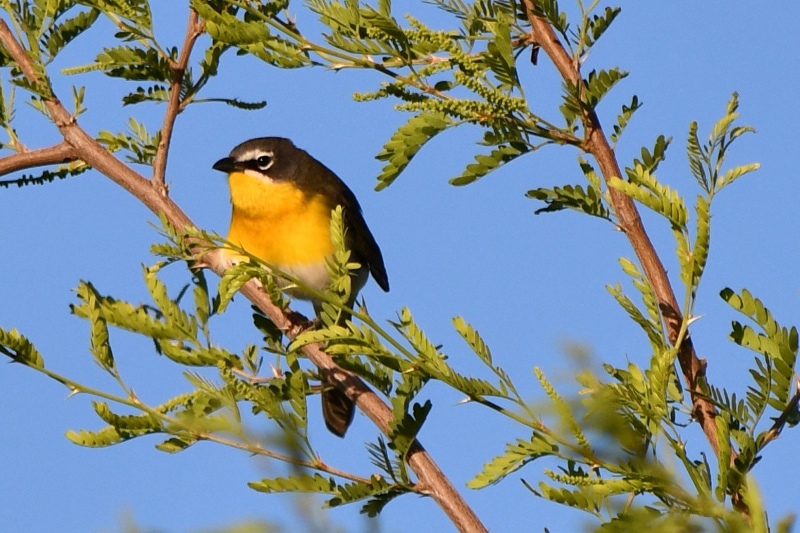 Yellow-breasted Chat - ML618985558