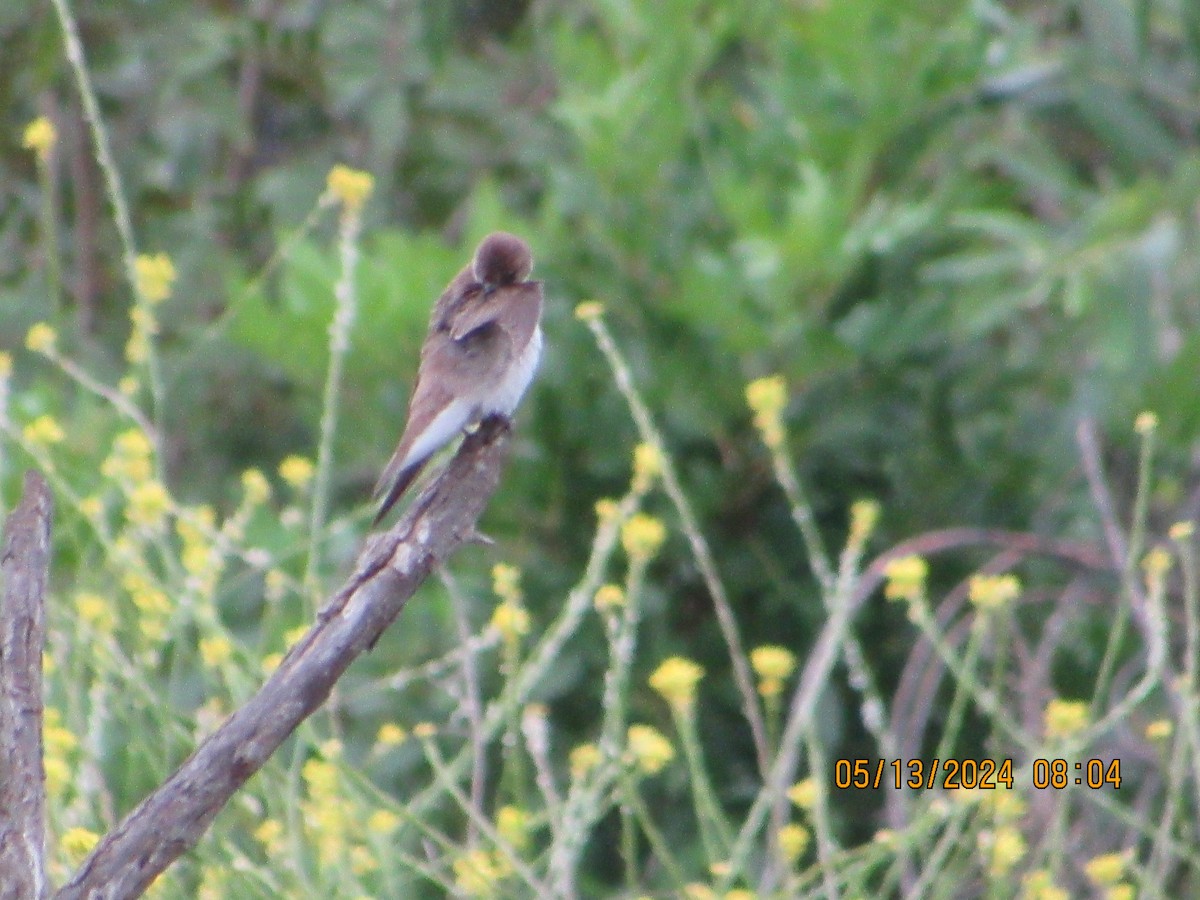 Northern Rough-winged Swallow - ML618985602