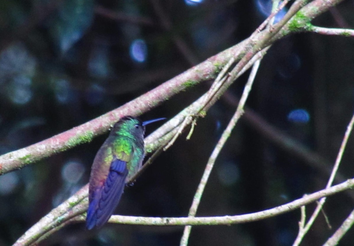 kolibřík zelenobřichý - ML618985621