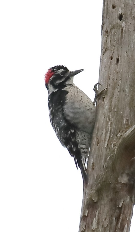 Nuttall's Woodpecker - ML618985627