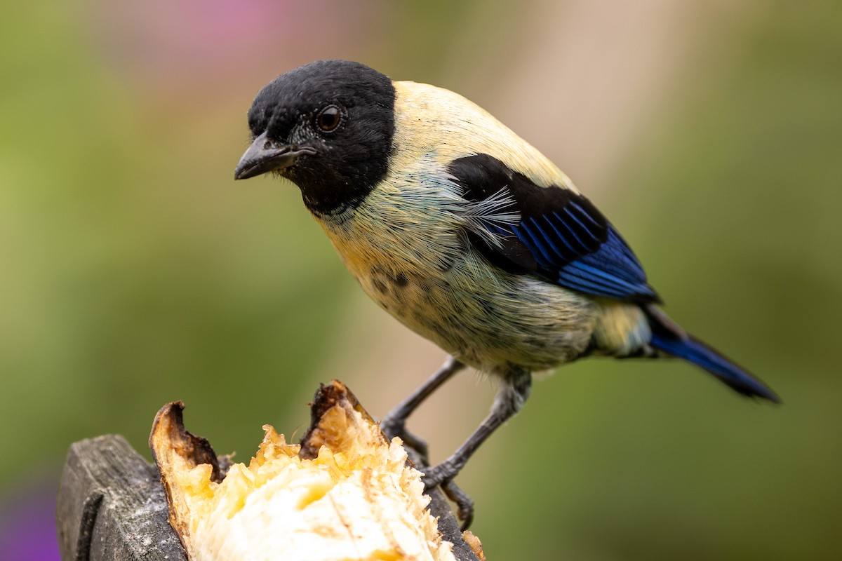 Black-headed Tanager - ML618985628