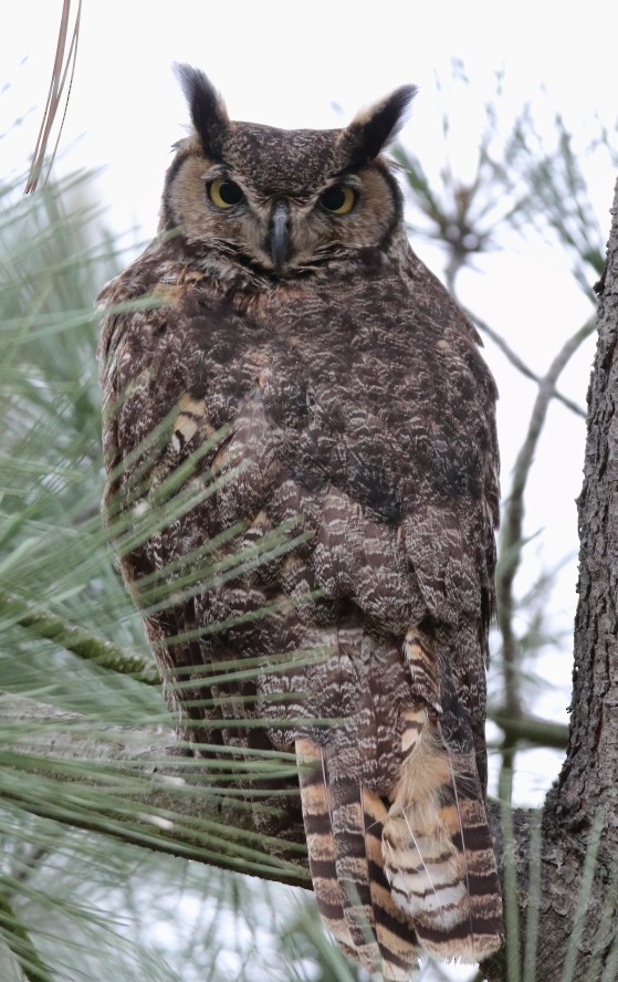 Great Horned Owl - ML618985643