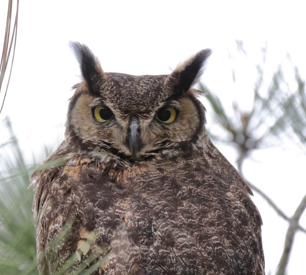 Great Horned Owl - Larry Edwards