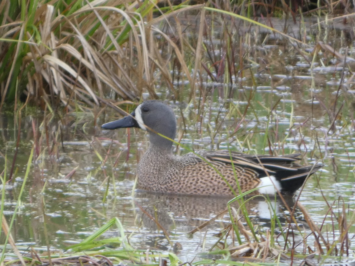 Blue-winged Teal - ML618985659