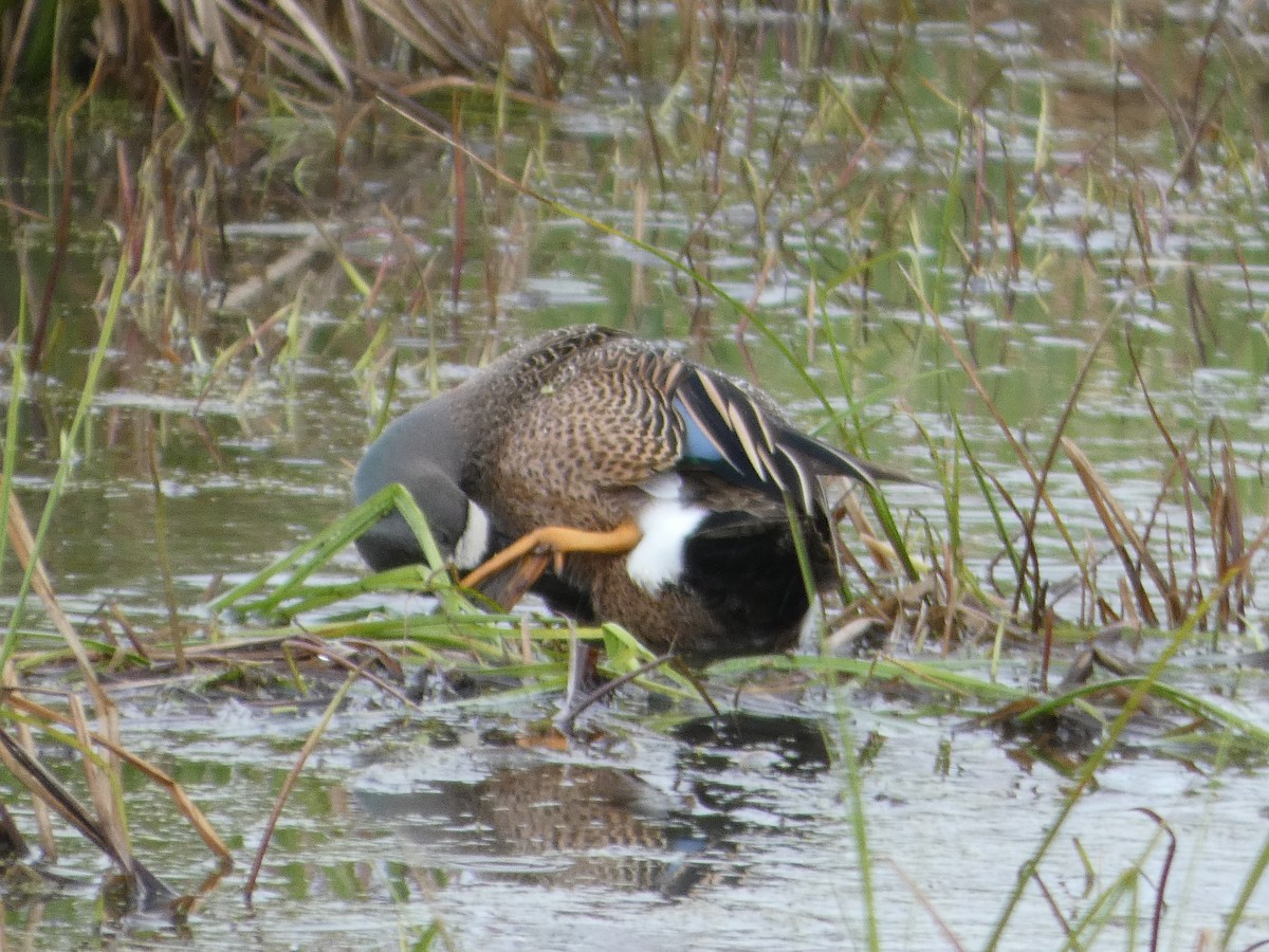 Blue-winged Teal - ML618985660