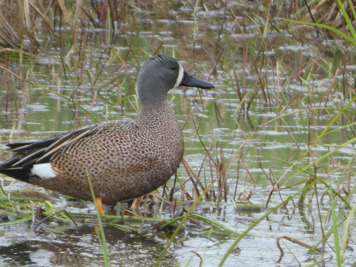 Blue-winged Teal - ML618985661