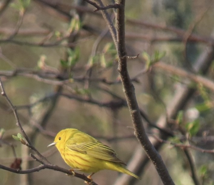 Yellow Warbler - Rick/linda olson