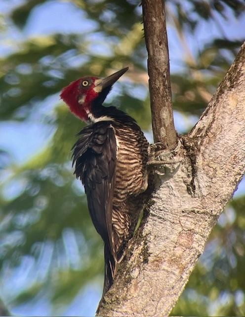 Crimson-crested Woodpecker - ML618985702
