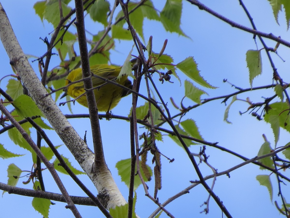 Yellow Warbler - Paul Kursewicz