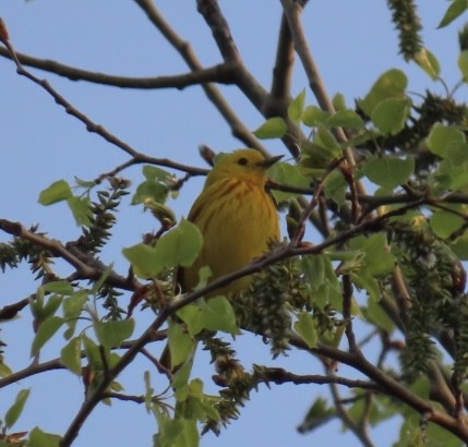 Yellow Warbler - Rick/linda olson