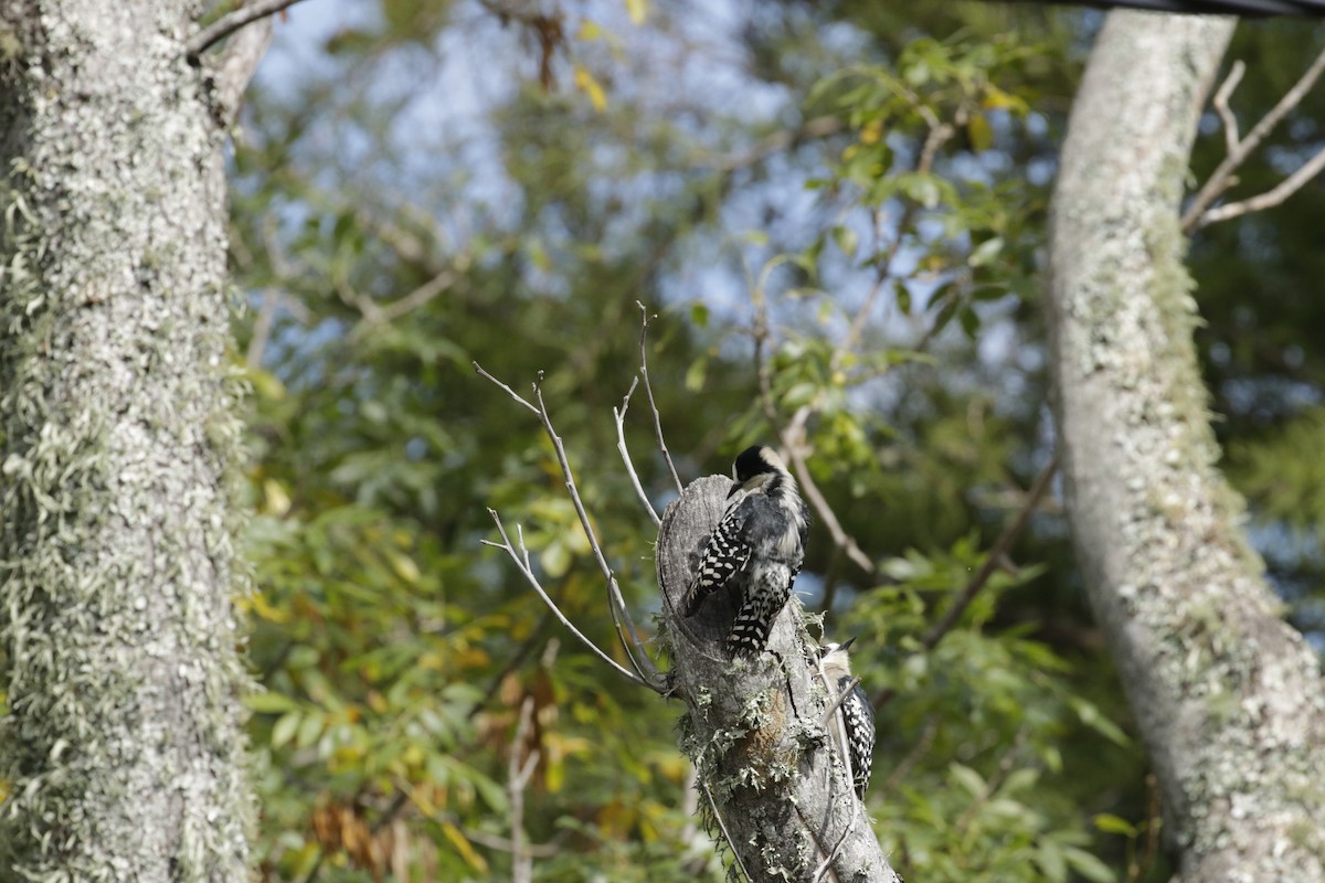 White-fronted Woodpecker - ML618985713