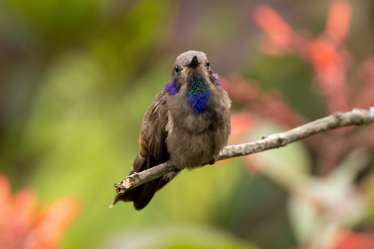 kolibřík fialovouchý - ML618985726