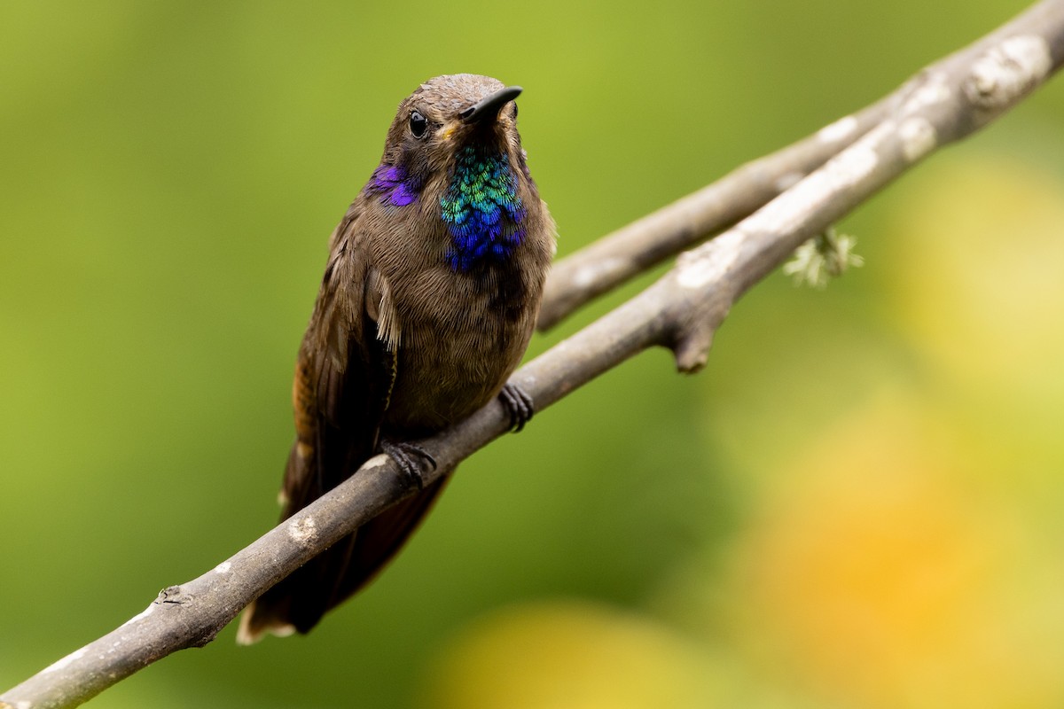 kolibřík fialovouchý - ML618985727