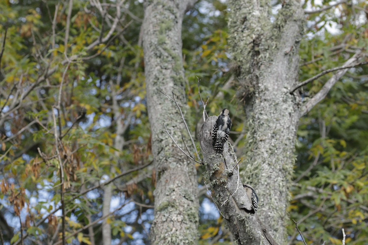 White-fronted Woodpecker - ML618985734