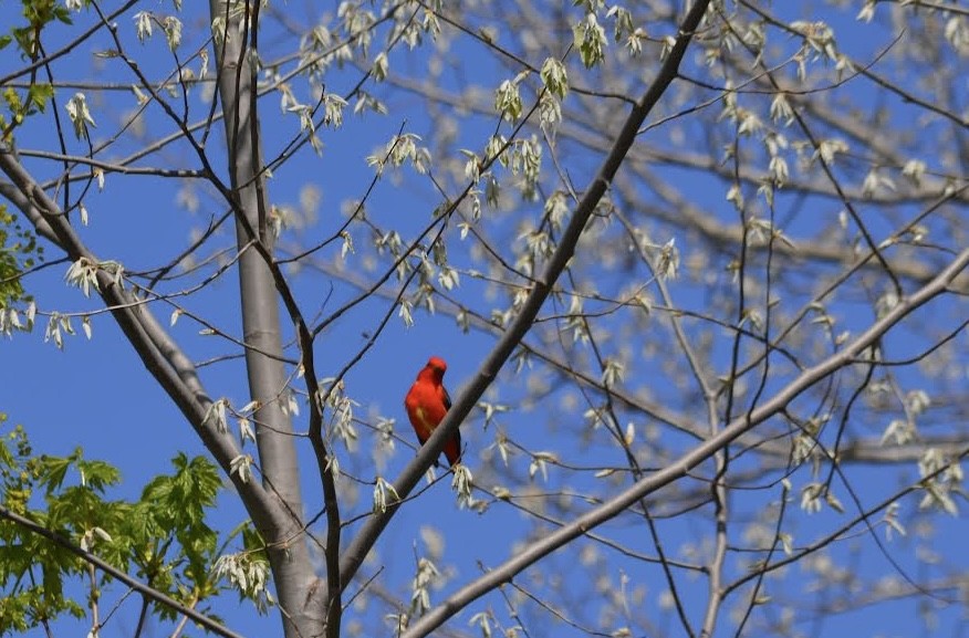 Scarlet Tanager - Brady Macqueen