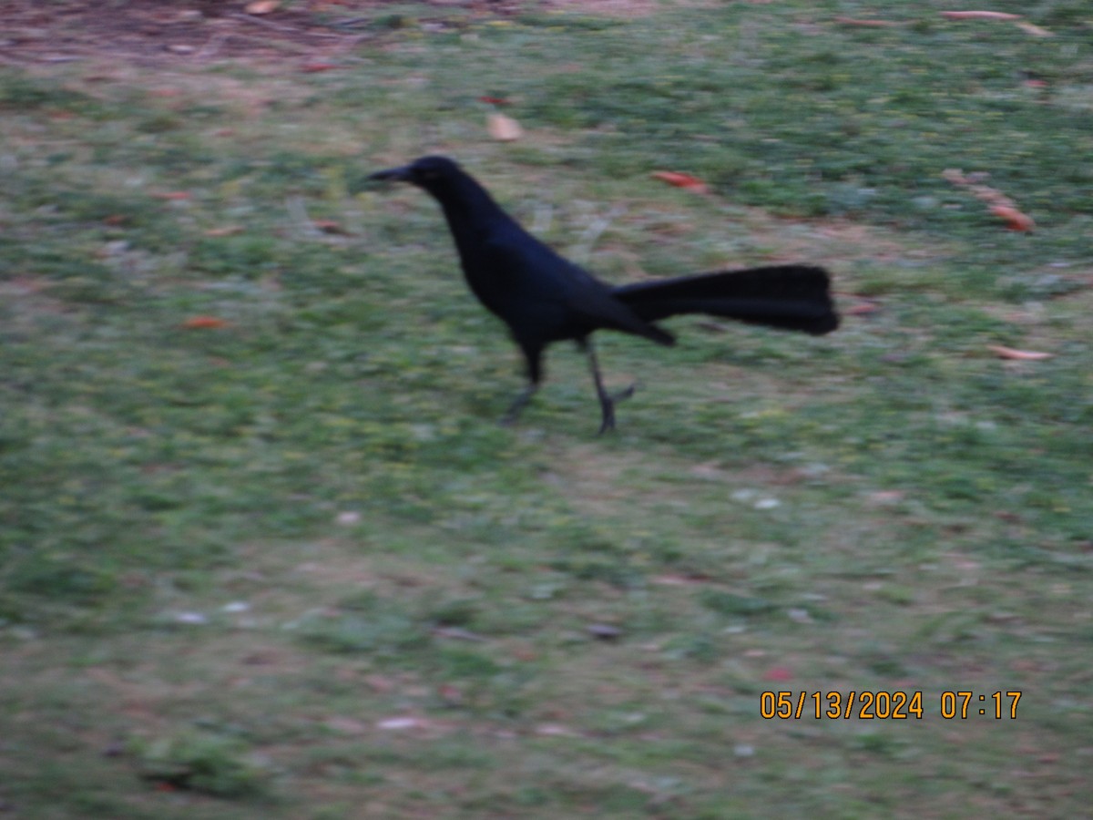 Great-tailed Grackle - crdf bird