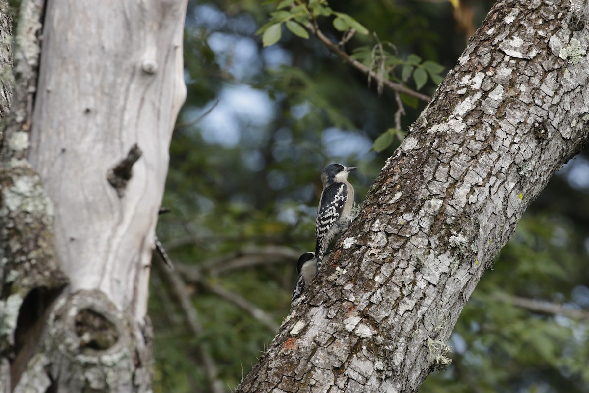 White-fronted Woodpecker - ML618985765
