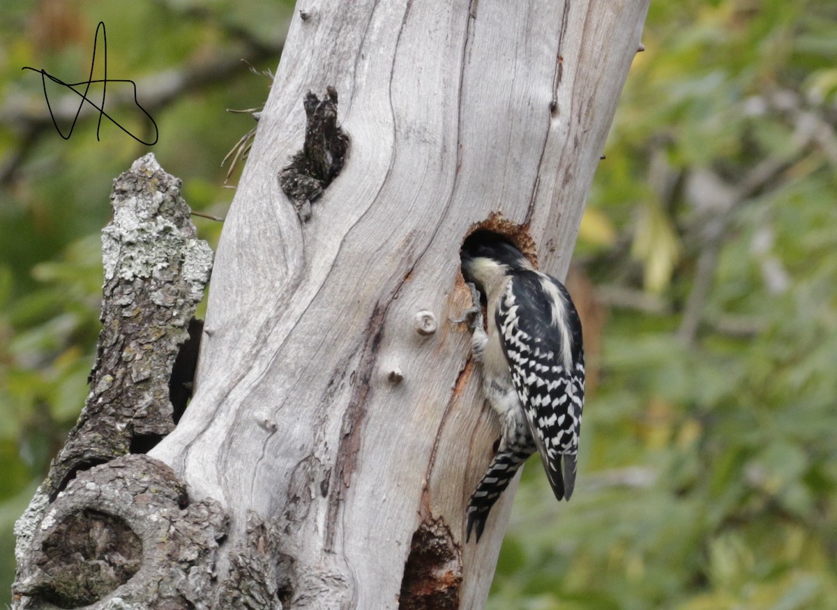 White-fronted Woodpecker - ML618985767