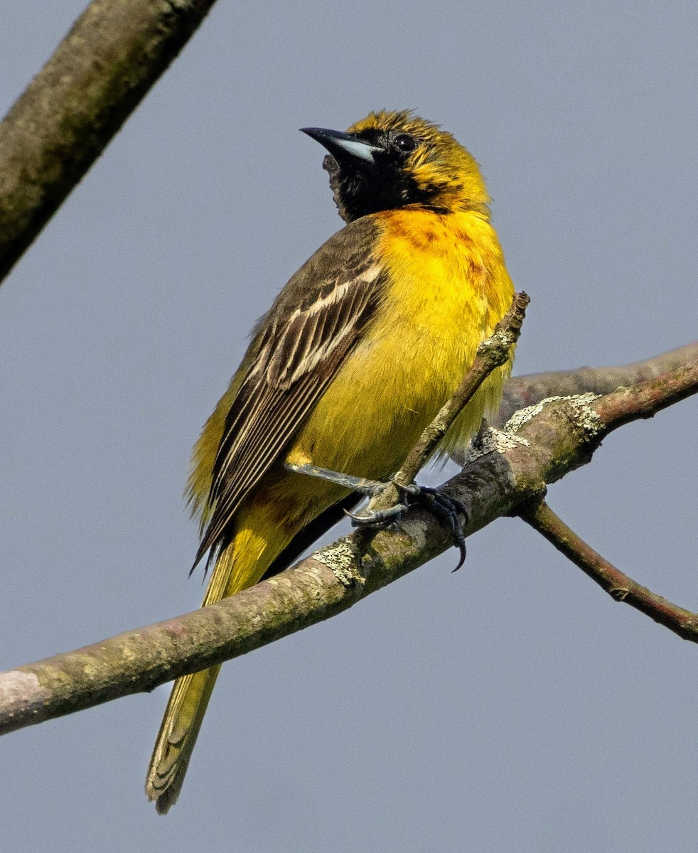 Orchard Oriole - ML618985870