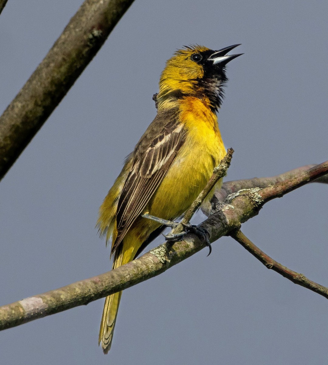Orchard Oriole - ML618985871