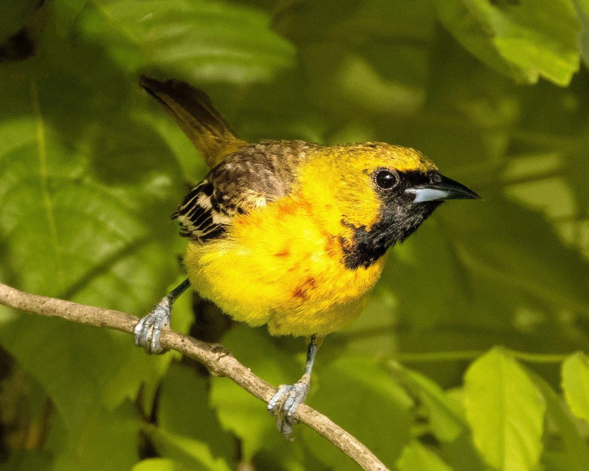 Orchard Oriole - ML618985872