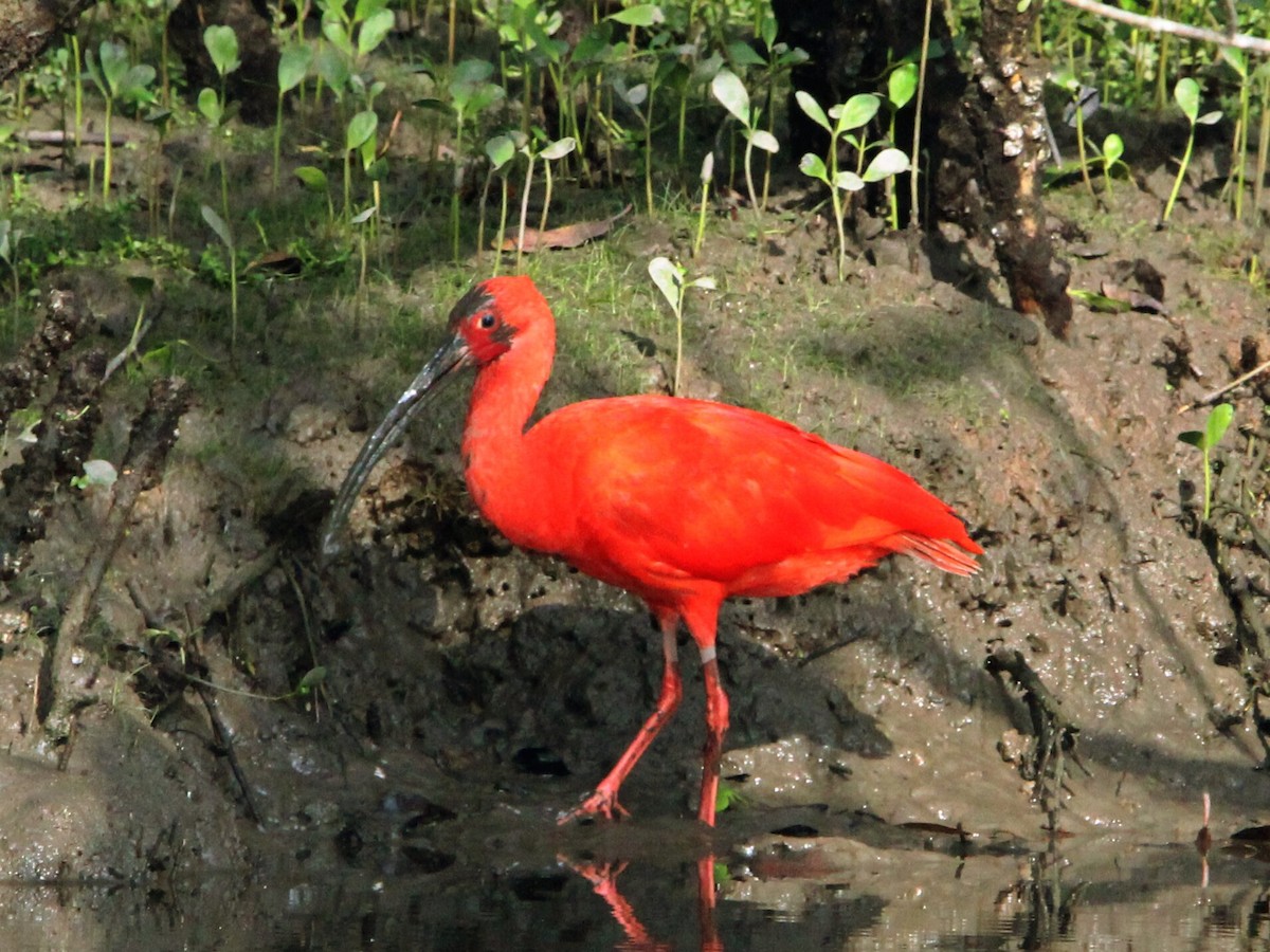ibis rudý - ML618985926
