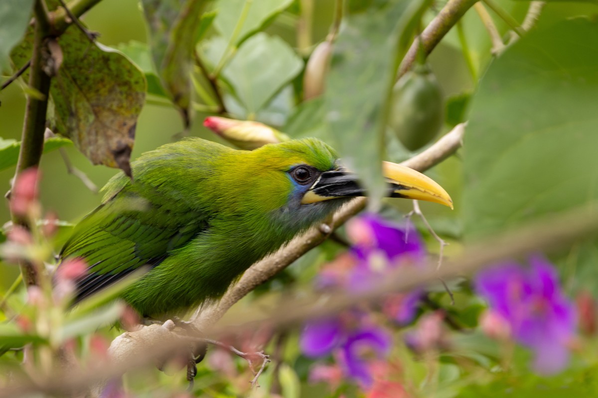 Groove-billed Toucanet (Yellow-billed) - ML618985929