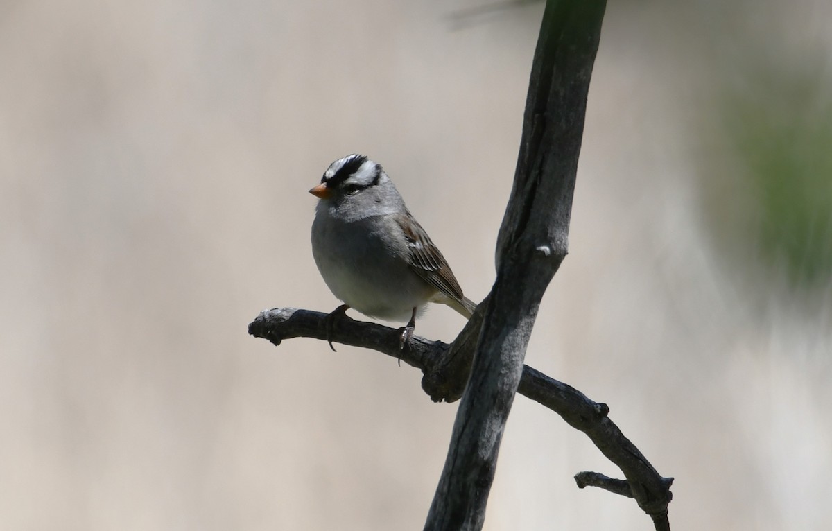 White-crowned Sparrow - ML618985940