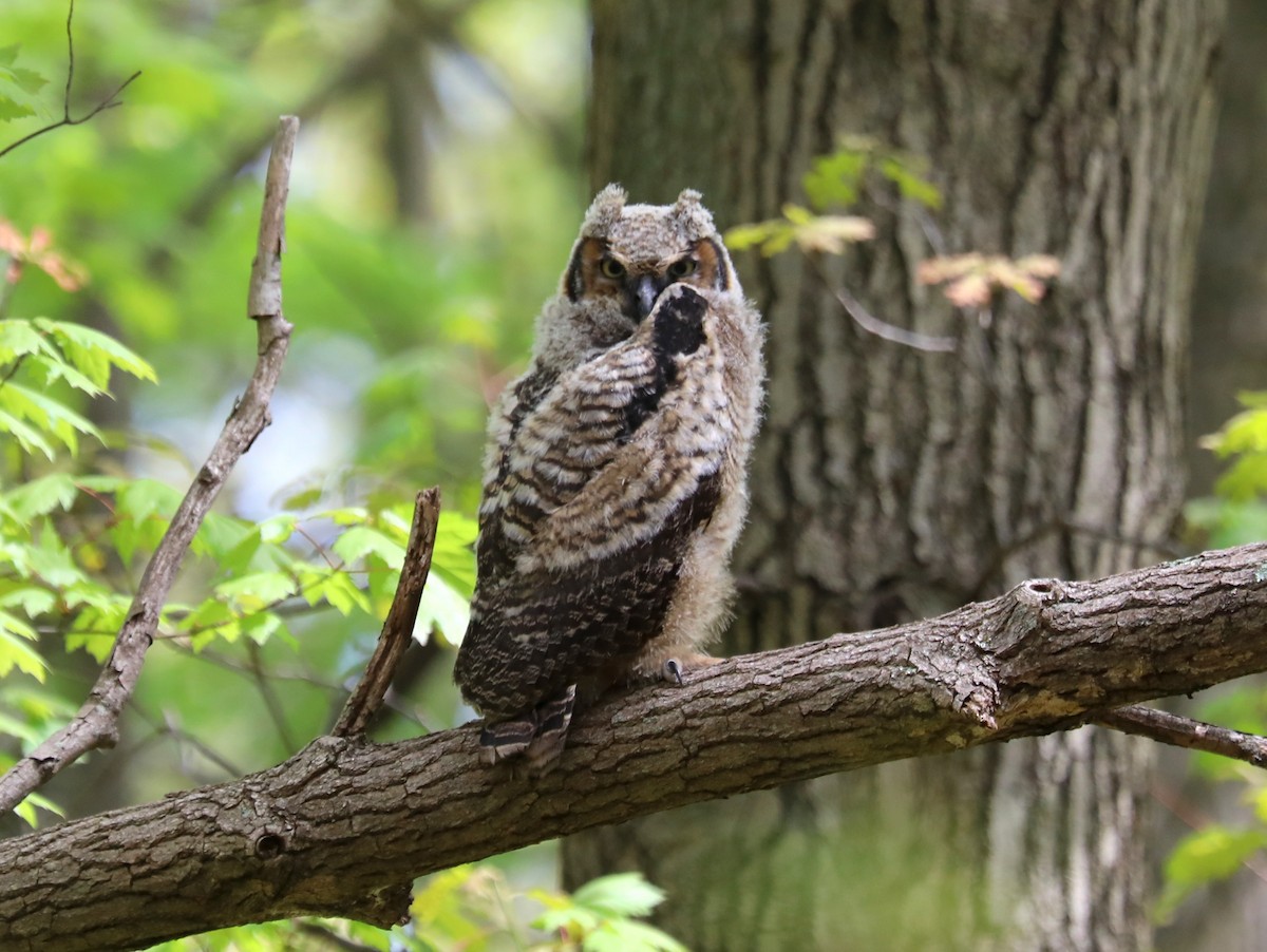 Great Horned Owl - ML618985981